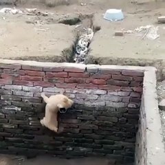 Puppy successfully made very difficult task done