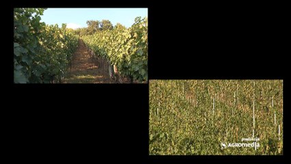 Svetski eksperti oduševljeni vinskim regijama u Srbiji