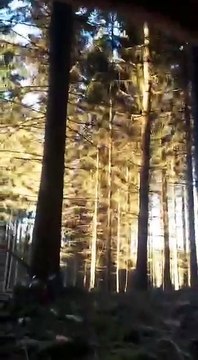 Un bucheron abat toute une partie de la forêt en ne faisant tomber qu’un seul arbre
