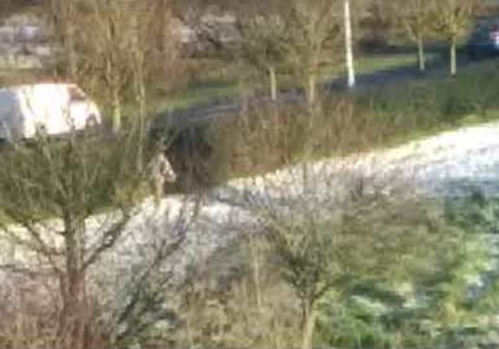 Hopeful Skier Seen Near Road in Irish Town