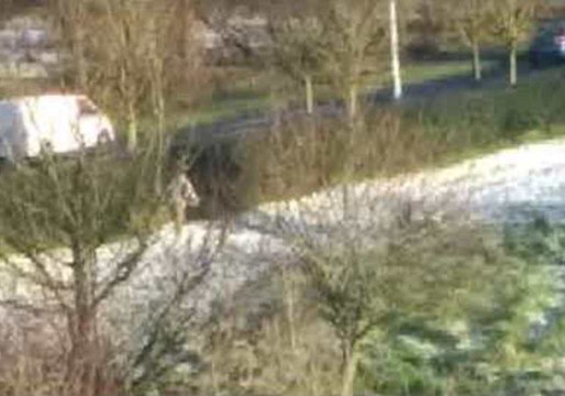Hopeful Skier Seen Near Road in Irish Town