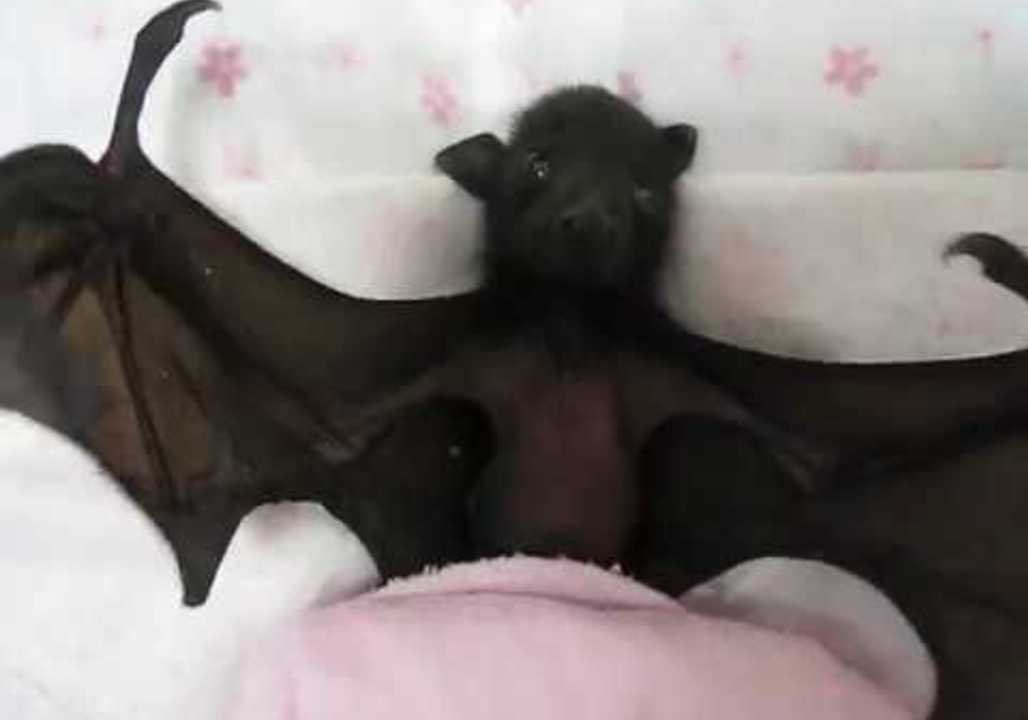 Adorable Orphaned Bat Helps Rescuer Spread Message
