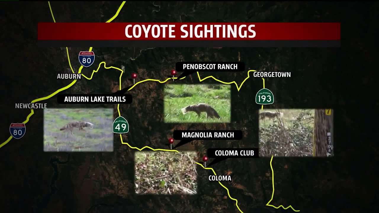 Coyote Rescued After Wandering Around With Jar Stuck on Its Head