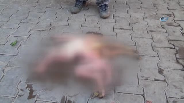 Siverek'te 8 Ayaklı Kuzu Görenleri Şaşırttı