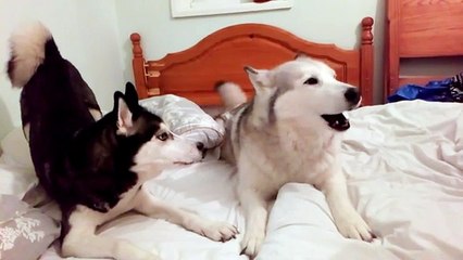 Lol : quand un husky et un malamute se disputent la couette du lit…