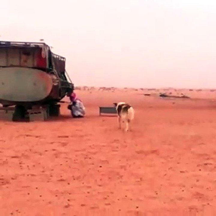 dog attack funny video