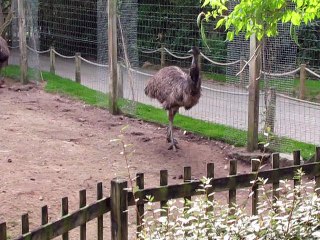 La Flèche-Zoo-Emeu (5)
