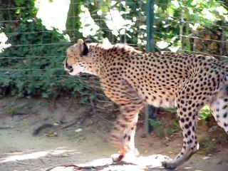 La Flèche-Zoo-Guépard (17)