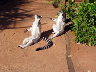 La Flèche-Zoo-Lémuriens (15)