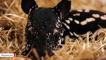 Zoo Announces Public Debut Of Adorable Tapir Calf