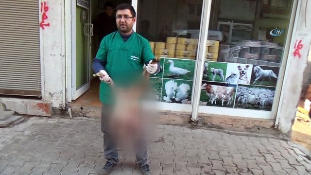 Siverek'te 8 ayaklı kuzu görenleri şaşırttı