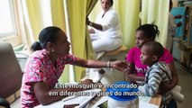 OMS: Tire suas dúvidas sobre o vírus zika