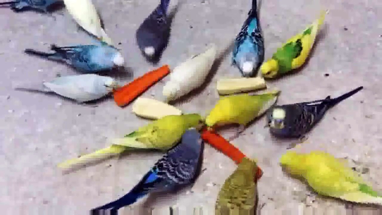 breeding -budgie place & bidgies mating call