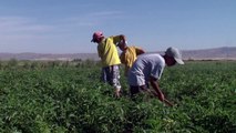 OIT ajuda governos a combater o trabalho infantil na Ásia Central