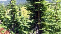 Elk Hunter Encounters Bigfoot in Big Hole Mountains