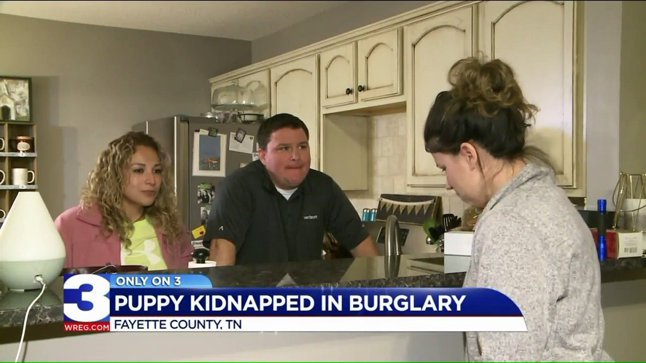 $2,000 Reward Offered After Puppy Kidnapped During Home Invasion