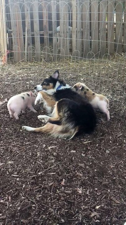 Tucker the Aussie hanging out with his buddies at Couple Berry Farms