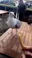 seagull tries to get a chip through the window