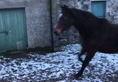 Horses Take One Look at Snow And Decide It's Not For Them