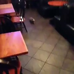 Opossum You Dont Belong Here