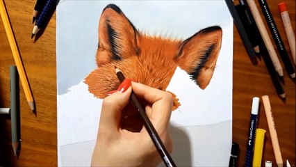 Drawing Red Fox