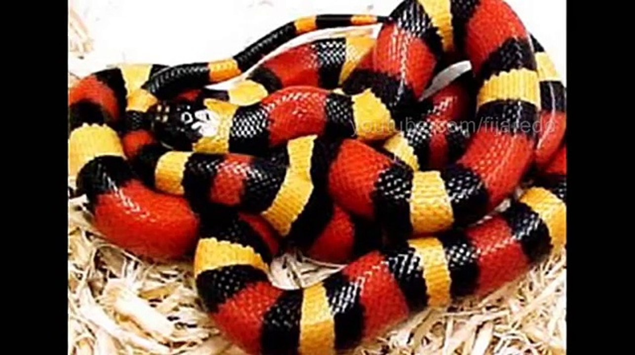 Serpiente Coralillo Verdadero y Falso
