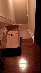 Guy tricks cat into sliding down stairs in box | ORIGINAL