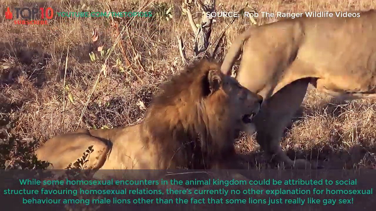 THE TOP 10 || Top 10 Gay Animals In The World || Gay Lion, Gay Dolphin, Gay Bonobo,...