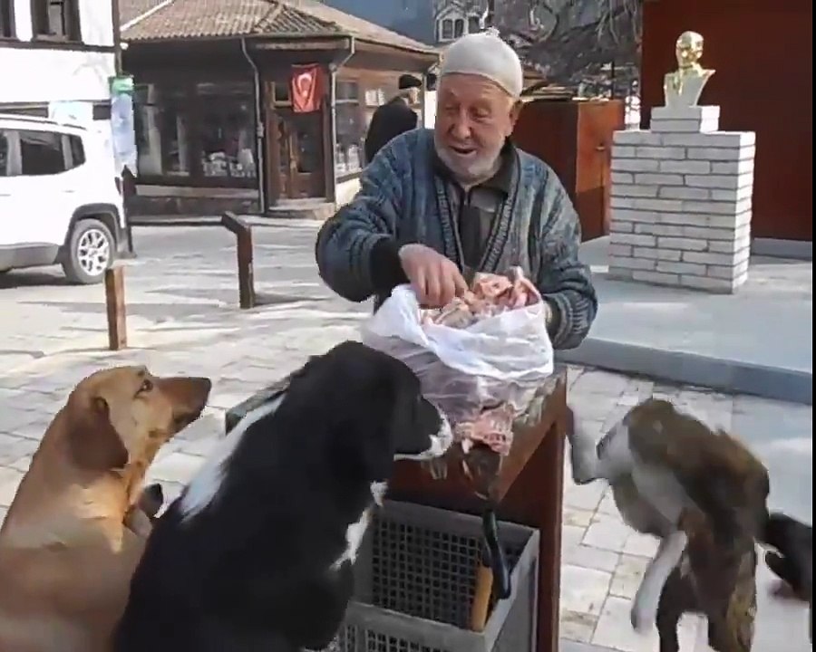 Her Gün Aynı Saat ve Aynı Yerde Sokak Köpekleri...