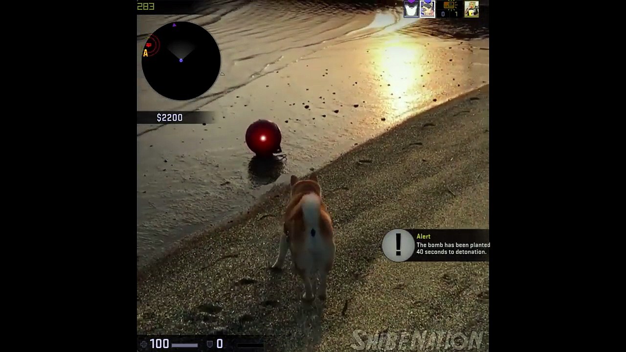 Counter Shibe