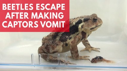Beetles escape after making toads vomit