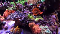 Caspers Reef @ Worldwide Corals 4K Tank Tour