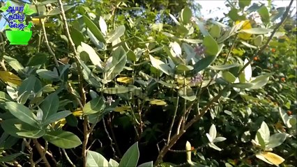 100% சக்கரை நோய்க்கு இயற்கை மருத்துவம்
