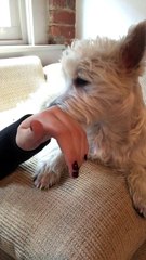 Puppy Doesn't Know How to Lick