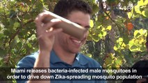 Miami releases bacteria-infected mosquitos to help prevent Zika