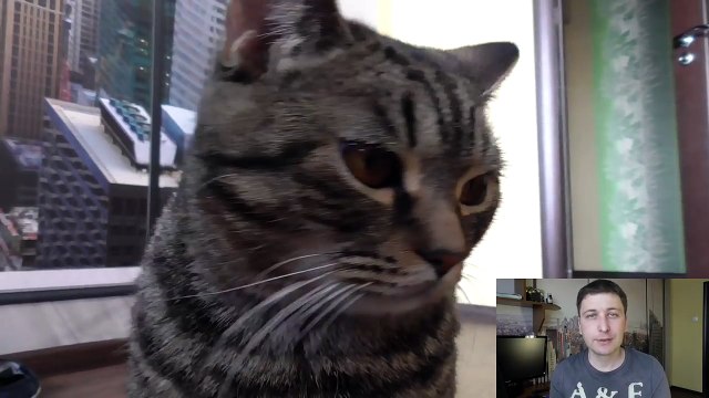 У кошки понос, что делать? Основные причины поноса у кошки