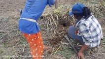 A Girl Catch Big Cobra Snake by Digging Hole - How To Catch Big Snake in Cambodia