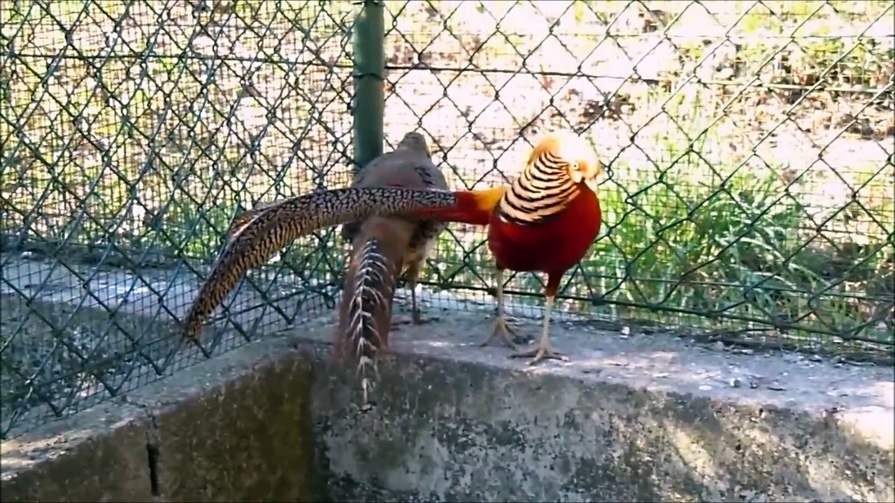 Beautiful Golden Pheasants and Wading Birds