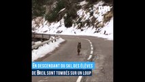 Un loup aperçu en pleine route à Breil dans les Alpes par des élèves de retour d'une sortie ski