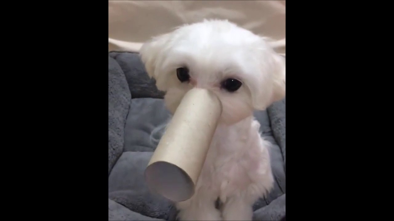 Ce chien adorable se prend pour un éléphant! Trop mignon