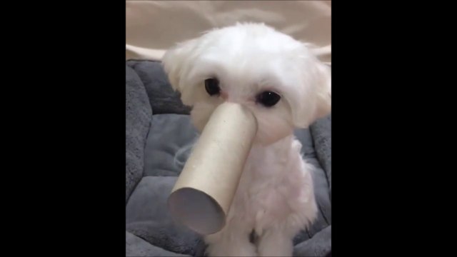 Ce chien adorable se prend pour un éléphant! Trop mignon