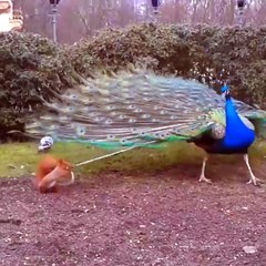 Cet écureuil ne veut pas lacher la plume de ce paon...