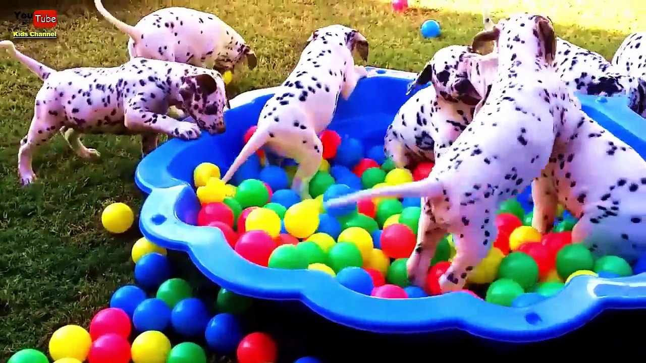 Con Cún Con - Cháu Lên Ba, Cháu Đi Mẫu Giáo - Nhạc Thiếu Nhi Vui Nhộn