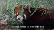 Red pandas rescued in Laos stir fears over exotic pet trade