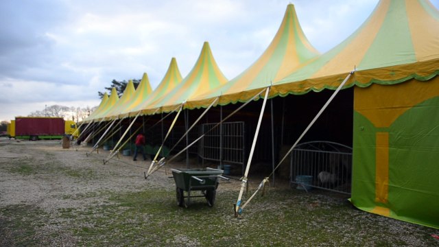 Morlaix. Cirque : série de spectacles jusqu'à dimanche