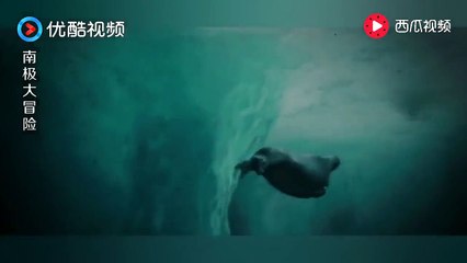 《極地長征 Eight Below》雪橇犬挑战海豹，结果让人意想不到