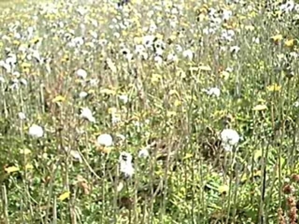 MATINEE  DE CHASSE AVEC L'EPAGNEUL BRETON