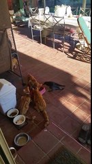 Un corbeau  mange dans la gamelle des chats !