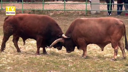 Começou o Campeonato de Chegas de Bois de Raça Barrosã - 2017