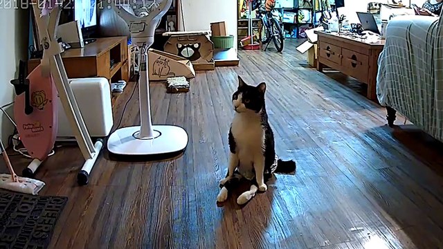 Un chat paralysé des deux pattes arrière attend son maître